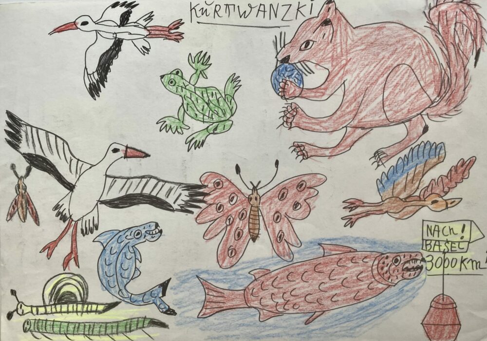 Dessin de Kurt Wanski réunissant oiseaux, grenouille, écureuil, papillon, poissons et insectes, disposés librement sur la feuille.